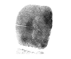 A fingerprint